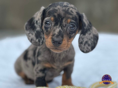 Dachshund (Teckel)