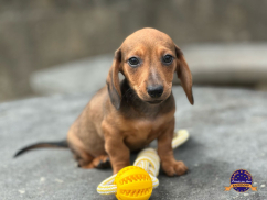 Dachshund (Teckel)
