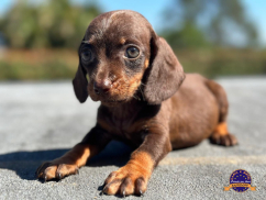 Dachshund (Teckel)