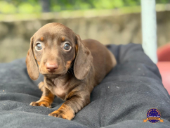 Dachshund (Teckel)