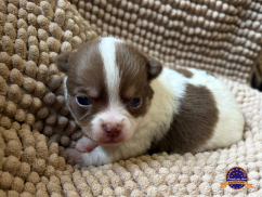 Chihuahua