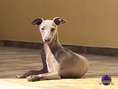 Galgo italiano