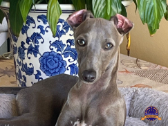 Galgo italiano