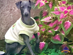 Galgo italiano