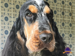 Cocker Spaniel Inglês