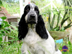 Cocker Spaniel Inglês