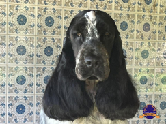 Cocker Spaniel Inglês