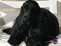 Cocker Spaniel Inglês